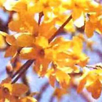 St. Johnswort Extract